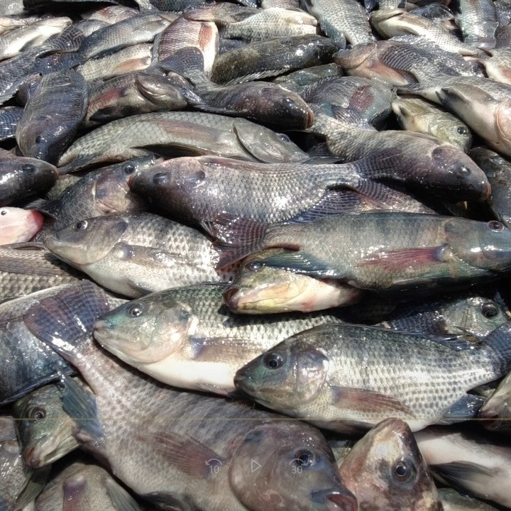 Ikan Nila Salin Konsumsi (5-7 ekor/kg)
